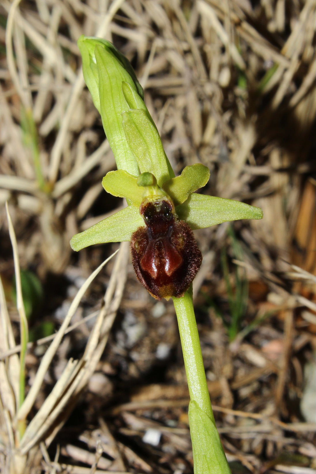 Ophrys arachnitiformis a confronto